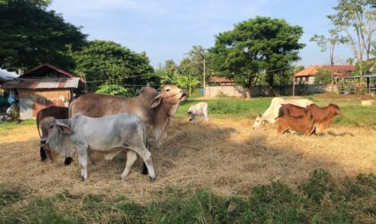 ຫ້າມນຳເຂົ້າຕ້ອງຄຽງຄູ່ກັບການສົ່ງເສີມຜະລິດພາຍໃນໃຫ້ເຂັ້ມແຂງ
