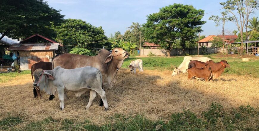 ຫ້າມນຳເຂົ້າຕ້ອງຄຽງຄູ່ກັບການສົ່ງເສີມຜະລິດພາຍໃນໃຫ້ເຂັ້ມແຂງ