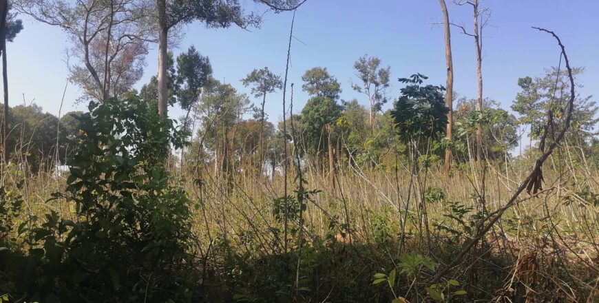 ຖ້າຖືເອົາມັນຕົ້ນເປັນພືດເສດຖະກິດ ແລະ ລາຍໄດ້ ອາດແລກມາດ້ວຍເນື້ອທີ່ປ່າໄມ້ອັນມະຫາສານ