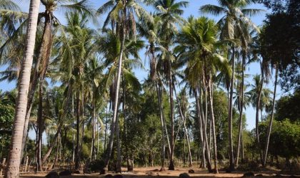 ຄັ້ງທຳອິດງານເທສະການໝາກພ້າວ ຢູ່ເມືອງສາລະວັນ ມີຄວາມພ້ອມເກືອບ 100% ແລ້ວ