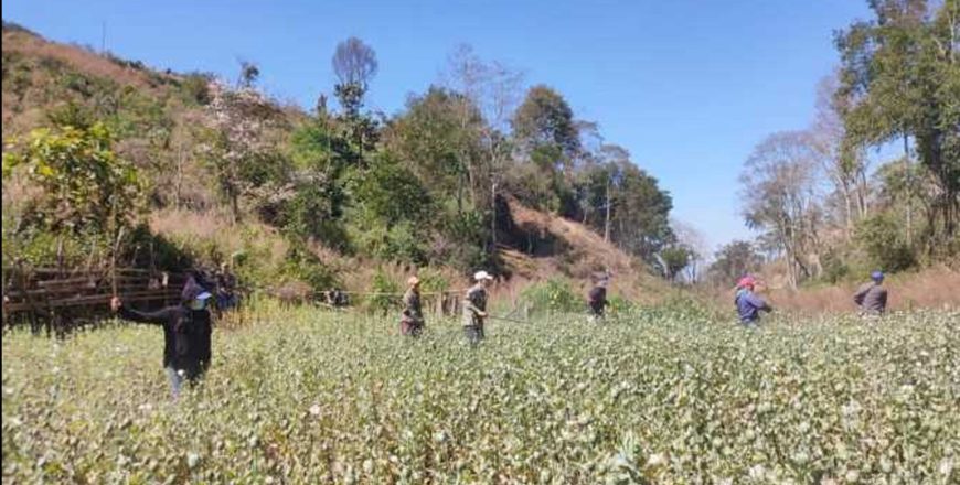 ປກສ ເມືອງຮຸນ ທຳລາຍສ່ວນຝິ່ນທີ່ລັກປູກ 10 ເຮັກຕາ ປກສ ເມືອງຮຸນ ທຳລາຍສ່ວນຝິ່ນທີ່ລັກປູກ 10 ເຮັກຕາ