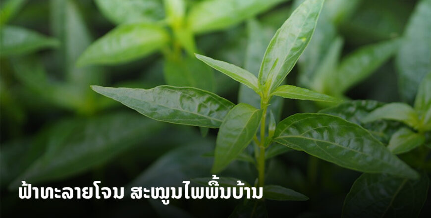 4 ກຸ່ມຜູ້ປ່ວຍຫ້າມກິນ ຟ້າທະລາຍໂຈນ ເມື່ອມີອາການເຈັບຄໍ. 4 ກຸ່ມຜູ້ປ່ວຍຫ້າມກິນ ຟ້າທະລາຍໂຈນ ເມື່ອມີອາການເຈັບຄໍ.