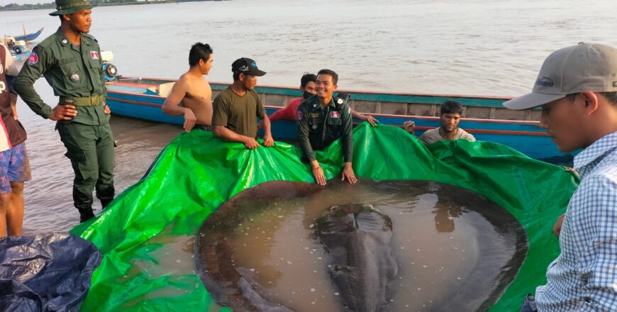 ນັກວິທະຍາສາດເຜີຍພົບປານ້ຳຈືດ ໂຕໃຫຍ່ທີ່ສຸດເທົ່າທີ່ເຄີຍບັນທຶກມາ ໜັກ 300 ກິໂລ ໃນແມ່ນ້ຳຂອງ ນັກວິທະຍາສາດເຜີຍພົບປານ້ຳຈືດ ໂຕໃຫຍ່ທີ່ສຸດເທົ່າທີ່ເຄີຍບັນທຶກມາ ໜັກ 300 ກິໂລ ໃນແມ່ນ້ຳຂອງ