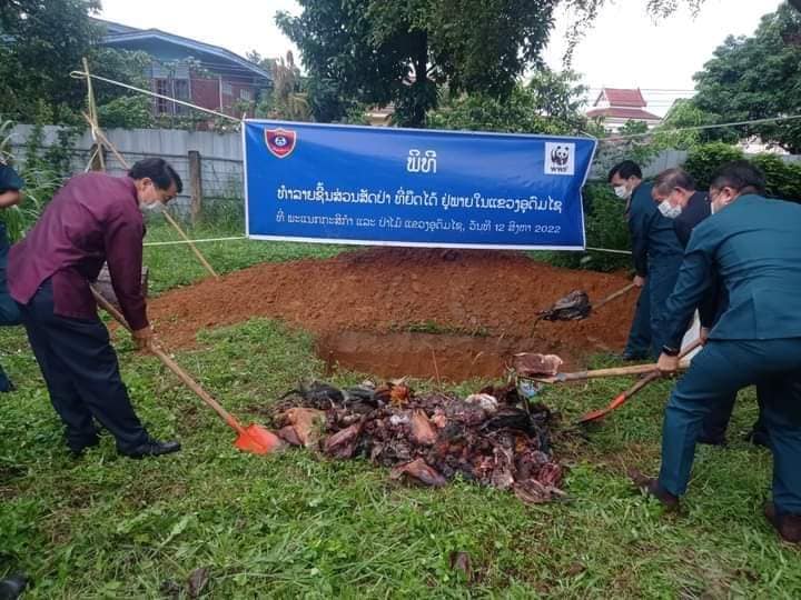 ອຸດົມໄຊ ທຳລາຍຊິ້ນສ່ວນສັດປ່າທີ່ຢືດມາໄດ້ນຳແມ່ຄ້າຕາມທ້ອງຕະຫລາດ ຫລາຍກວ່າ 200 ກິໂລກຣາມ