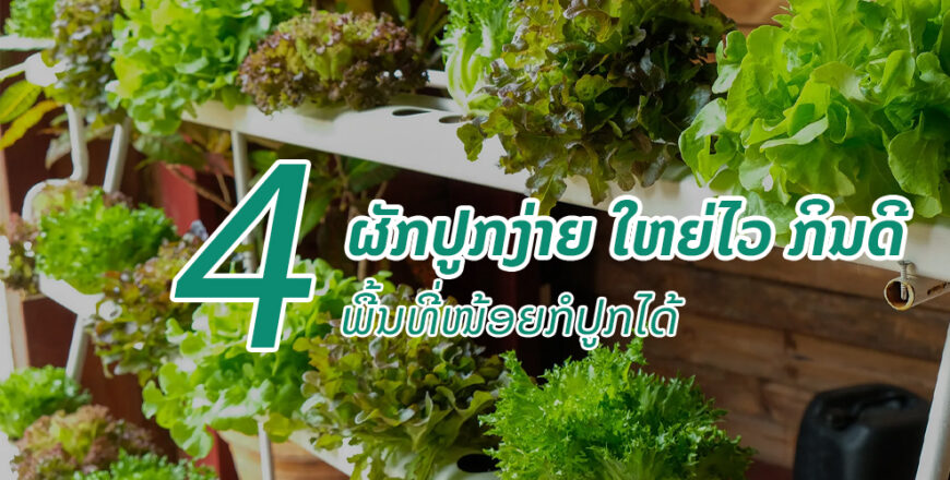 ເພີ່ມພື້ນທີ່ສີຂຽວ ດ້ວຍການປູກຜັກກິນເອງ ເພີ່ມພື້ນທີ່ສີຂຽວ ດ້ວຍການປູກຜັກກິນເອງ