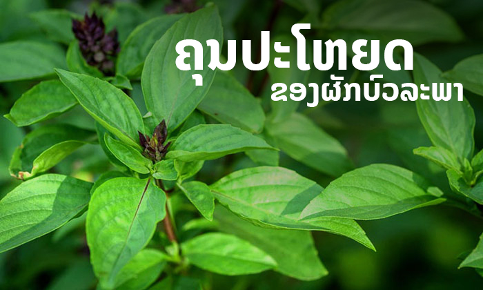 ສັບພະຄຸນຂອງບົວລະພາຊ່ວຍແກ້ອາການທ້ອງອືດ ແລະ ຊ່ວຍອາການຄາຍຄຽດໄດ້ ສັບພະຄຸນຂອງບົວລະພາຊ່ວຍແກ້ອາການທ້ອງອືດ ແລະ ຊ່ວຍອາການຄາຍຄຽດໄດ້