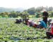ກະຊວງແຮງງານ ຫ້າມບໍ່ໃຫ້ຂົນຂວາຍເອົາແຮງງານລາວໄປເຮັດວຽກຕາມລະດູການ ຢູ່ ສ.ເກົາຫລີ ໂດຍບໍ່ໄດ້ຮັບອະນຸຍາດ ກະຊວງແຮງງານ ຫ້າມບໍ່ໃຫ້ຂົນຂວາຍເອົາແຮງງານລາວໄປເຮັດວຽກຕາມລະດູການ ຢູ່ ສ.ເກົາຫລີ ໂດຍບໍ່ໄດ້ຮັບອະນຸຍາດ