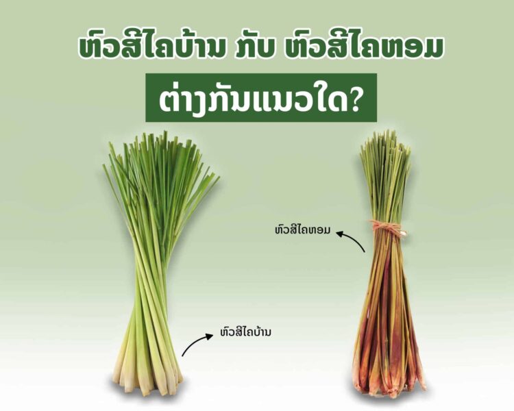 ຫົວສີໄຄບ້ານ ກັບ ຫົວສີໄຄຫອມ ຕ່າງກັນແນວໃດ?
