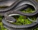 Dragon Snake ໜຶ່ງໃນສາຍພັນງູທີ່ຫາຍາກທີ່ສຸດໃນໂລກ Dragon Snake ໜຶ່ງໃນສາຍພັນງູທີ່ຫາຍາກທີ່ສຸດໃນໂລກ