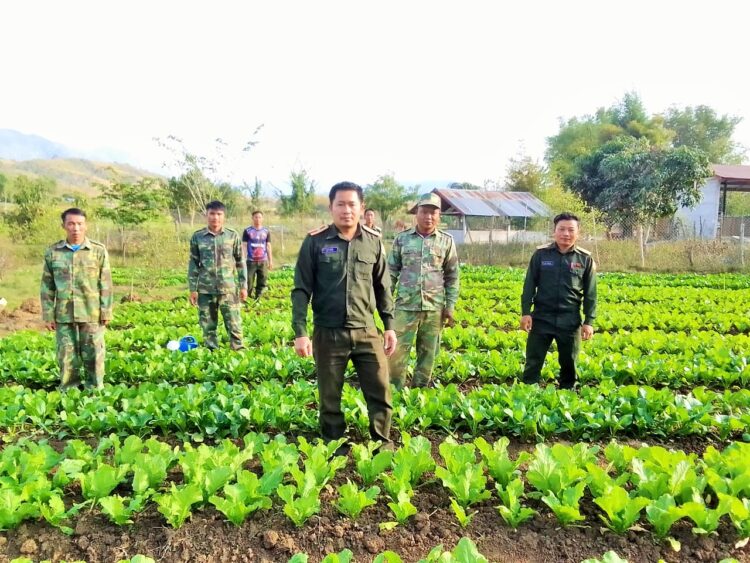 ກອງບັນຊາການທະຫານ ເມືອງນານ ແຂວງຫລວງພະບາງ ຫັນແນວທາງຫາລ້ຽງກຸ້ມຕົນເອງ ເພື່ອຫລຸດລາຍຈ່າຍທາງພັກ-ລັດ