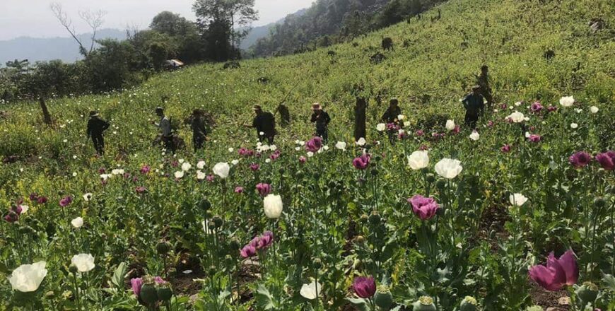 ປີ 2022 ແຂວງຫຼວງພະບາງ ກວດພົບການລັກລອບປູກຝີ່ນຄືນໃໝ່ລວມ 27 ບ້ານ ເນື້ອທີ່ 198,14 ເຮັກຕາ