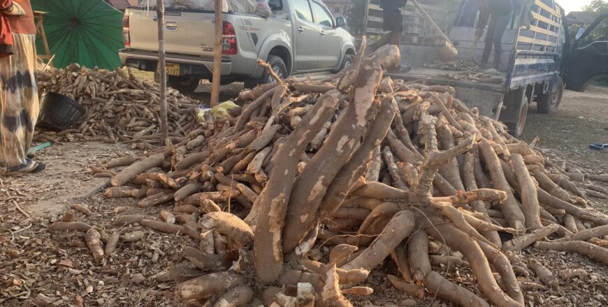 ການສົ່ງເສີມປູກມັນຕົ້ນ ມີທັງໂອກາດ ແລະ ສິ່ງທ້າທາຍ ຕໍ່ເສດຖະກິດລາວ