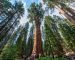 Hyperion tree ຕົ້ນໄມ້ທີ່ສູງທີ່ສຸດໃນໂລກ