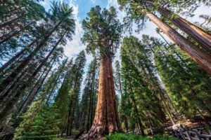 Hyperion tree ຕົ້ນໄມ້ທີ່ສູງທີ່ສຸດໃນໂລກ