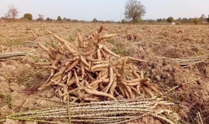 ປະຊາຊົນເຫັນທາງອອກທີ່ດີຂຶ້ນ ຍ້ອນປູກ ມັນຕົ້ນຂາຍ ມີລາຍໄດ້ເປັນກອບເປັນກໍາ ແຕ່ຈະນຳມາເຊິ່ງຜົນກະທົບບາງຢ່າງ