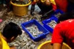ມຽນມາ ສົ່ງອອກອາຫານທະເລປະເພດກຸ້ງ ຫລາຍກວ່າ 16.000 ໂຕນ
