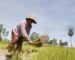 ກຳປູເຈຍເປີດຕົວເຂົ້າສາຍພັນໃໝ່ ຫລັງຈາກວິໄຈ ແລະ ພັດທະນາມາເກືອບທົດສະວັດ