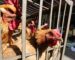 ຈີນຢືນຢັນຜູ້ເສຍຊີວິດຈາກໄຂ້ຫວັດສັດປີກ “H3N8” ຄົນທໍາອິດຂອງໂລກ