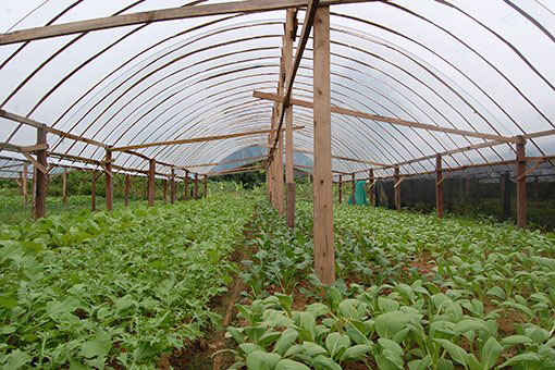 ເລັ່ງພັດທະນາດ້ານປູກຝັງ ແລະ ລ້ຽງສັດ ສະໜອງສິນຄ້າພາຍໃນ ເພື່ອແກ້ໄຂບັນຫາວິກິດຂອງຊາດ