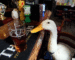 ເປັດຜູ້ມັກເຂົ້າ Pub ດື່ມເບຍ  ເຖິງຂັ້ນມີປາກສຽງກັບໝູ່ ສຸດທ້າຍຮ້ອງ ກ້າບ!