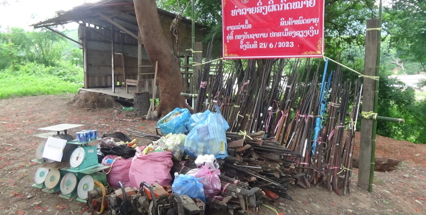 ເຈົ້າໜ້າທີ່ເມືອງຊຽງເງິນ ແຂວງຫລວງພະບາງ ທຳລາຍອາວຸດລ່າເນື້ອ ແລະ ສິ່ງກົດໝາຍຫລາຍລາຍການ
