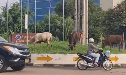 ມີຄວາມພ້ອມຈະລ້ຽງສັດ ຕ້ອງມີຄວາມພ້ອມດ້ານພື້ນທີ່ສະເພາະ ຮັບປະກັນບໍ່ສ້າງຄວາມເດືອດຮ້ອນໃຫ້ຜູ້ອື່ນ