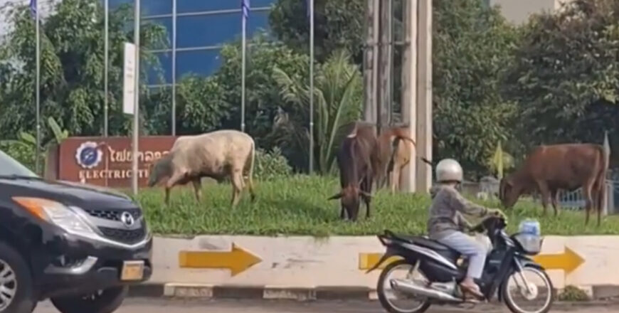 ມີຄວາມພ້ອມຈະລ້ຽງສັດ ຕ້ອງມີຄວາມພ້ອມດ້ານພື້ນທີ່ສະເພາະ ຮັບປະກັນບໍ່ສ້າງຄວາມເດືອດຮ້ອນໃຫ້ຜູ້ອື່ນ ມີຄວາມພ້ອມຈະລ້ຽງສັດ ຕ້ອງມີຄວາມພ້ອມດ້ານພື້ນທີ່ສະເພາະ ຮັບປະກັນບໍ່ສ້າງຄວາມເດືອດຮ້ອນໃຫ້ຜູ້ອື່ນ