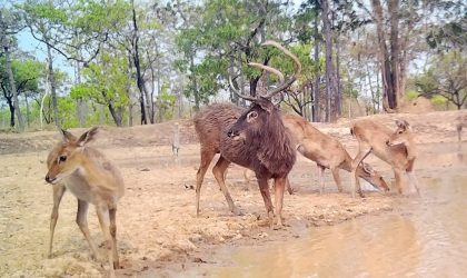 ຄຽງຄູ່ກັບການປ່ອຍ ຕ້ອງມີການອານຸລັກ ແລະ ປົກປັກຮັກສາ ໃຫ້ມີຄວາມສົມດູນ ແລະ ຍືນຍົງ