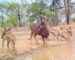 ຄຽງຄູ່ກັບການປ່ອຍ ຕ້ອງມີການອານຸລັກ ແລະ ປົກປັກຮັກສາ ໃຫ້ມີຄວາມສົມດູນ ແລະ ຍືນຍົງ