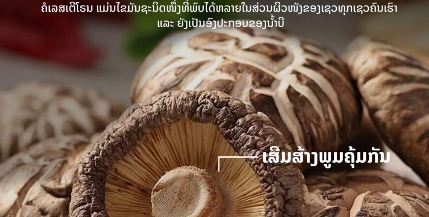 ເຫັດຫອມ ຂອງດີ ຊ່ວຍຫລຸດຄໍເລສເຕີໂຣນ ເຫັດຫອມ ຂອງດີ ຊ່ວຍຫລຸດຄໍເລສເຕີໂຣນ