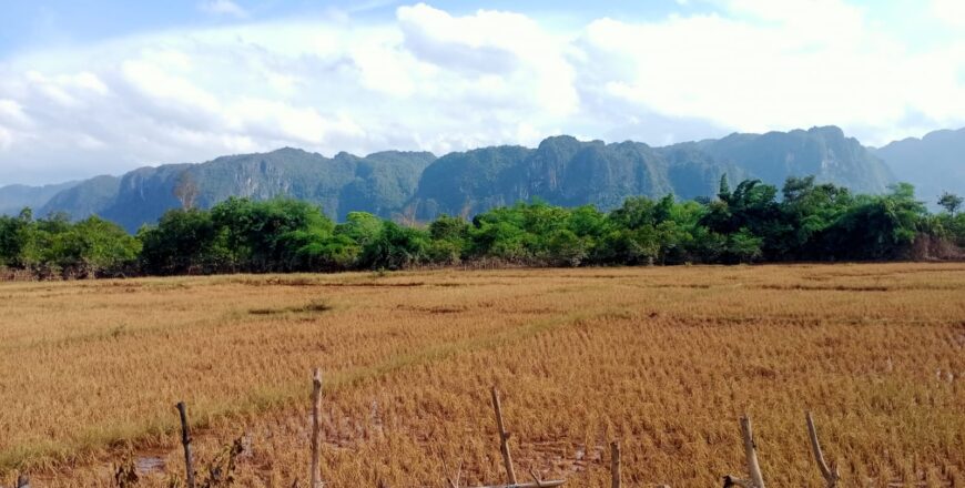ເນື້ອທີ່ນາປີ 3 ພັນ ກວ່າເຮັກຕາ ໄດ້ຮັບຜົນເສຍຫາຍຈາກນໍ້າຖ້ວມ ຢູ່ແຂວງຄຳມ່ວນ