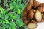ຄວາມຫວັງໃໝ່ ! ຜົນການສຶກສາລະບຸ “ຂີງຫອມ” ຈາກອາຊີ ຕ້ານມະເຮັງໄດ້
