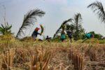 ອິນໂດເນເຊຍ ອາດຂາດແຄນເຂົ້າໃນປີນີ້ ເນື່ອງມາຈາກປາກົດການແອວນີໂຢ