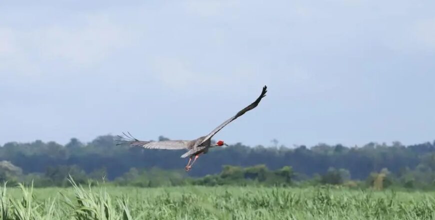 ກຳປູເຈຍພົບຜູ້ເສຍຊີວິດຈາກ ໄຂ້ຫວັດສັດປີກ H5N1 ຄົນທີ 2 ຂອງປີນີ້ ກຳປູເຈຍພົບຜູ້ເສຍຊີວິດຈາກ ໄຂ້ຫວັດສັດປີກ H5N1 ຄົນທີ 2 ຂອງປີນີ້