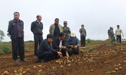 ບໍລິສັດລົງທຶນຈາກຫວຽດນາມ ຄາດຄະເນຜົນຜະລິດມັນຝຣັ່ງ ຢູ່ແຂວງເຊກອງ ໄດ້ 500 ໂຕນຕໍ່ປີ ສົ່ງຂາຍພາຍໃນ ແລະ ຕ່າງປະເທດ