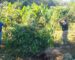 ປກສ ເມືອງບາຈຽງຈະເລີນສຸກ ທຳລາຍຕົ້ນກະທ່ອມທີ່ປະຊາຊົນປູກໄວ້ 35 ຕົ້ນ ແລະ ເບ້ຍຕົ້ນກະທ່ອມ 6 ເບ້ຍ ປກສ ເມືອງບາຈຽງຈະເລີນສຸກ ທຳລາຍຕົ້ນກະທ່ອມທີ່ປະຊາຊົນປູກໄວ້ 35 ຕົ້ນ ແລະ ເບ້ຍຕົ້ນກະທ່ອມ 6 ເບ້ຍ