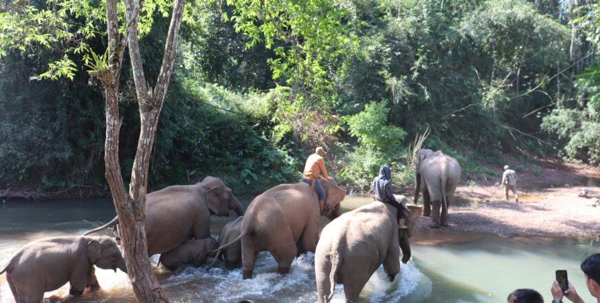 ເມືອງທົ່ງມີໄຊ ທົດລອງເປີດສະຖານທີ່ທ່ອງທ່ຽວຕິດພັນກັບຊ້າງ ເພື່ອດຶງດູດນັກທ່ອງທ່ຽວ