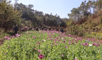 ປກສ ແຂວງຊຽງຂວາງ ທໍາລາຍສວນຝິ່ນທີ່ປະຊາຊົນລັກລອບປູກ ຢູ່ພູແຊວ ເມືອງພູກູດ ເກືອບ 11.000 ຕາແມັດ