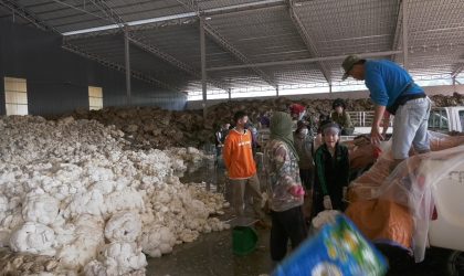 ປີ 2023 ເມືອງຊຽງຮ່ອນ ສົ່ງອອກຢາງພາລາ ໄດ້ 52 ຕື້ກວ່າກີບ