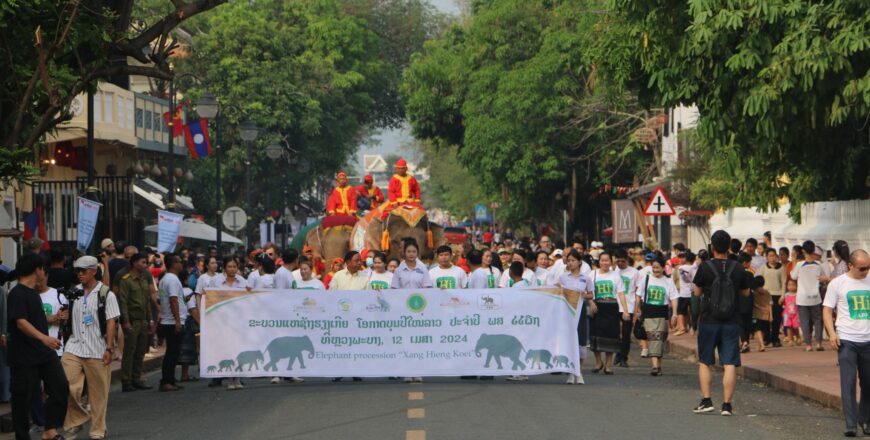ພິທີແຫ່ຊ້າງຮຽງເກີຍ ຢູ່ນະຄອນຫລວງພະບາງ ຕິດພັນກັບການສະເຫລີມສະຫລອງປີທ່ອງທ່ຽວລາວ ຢູ່ແຂວງຫລວງພະບາງ ຄຶກຄື້ນຫລາຍໃນປີນີ້