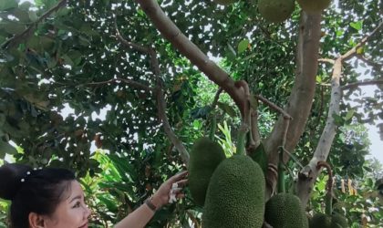 ນັກທຸລະກິດລາວກຽມສົ່ງອອກໝາກມີ້ໄປຈີນ ຕົ້ນປີ 2025