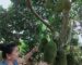 ນັກທຸລະກິດລາວກຽມສົ່ງອອກໝາກມີ້ໄປຈີນ ຕົ້ນປີ 2025 ນັກທຸລະກິດລາວກຽມສົ່ງອອກໝາກມີ້ໄປຈີນ ຕົ້ນປີ 2025