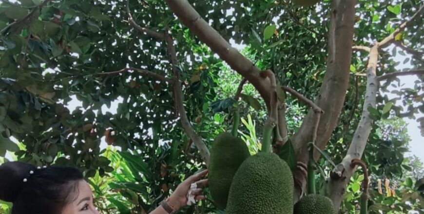 ນັກທຸລະກິດລາວກຽມສົ່ງອອກໝາກມີ້ໄປຈີນ ຕົ້ນປີ 2025