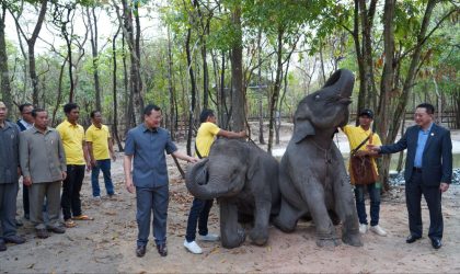 ລັດຖະບານ ລາວ ມອບຊ້າງ ອາຊີ ໜຶ່ງຄູ່ໃຫ້ກຳປູເຈຍ ເພື່ອເສີມຂະຫຍາຍສາຍພົວພັນ ແລະ ສັນຍະລັກແຫ່ງຄວາມສາມັກຄີສອງຊາດ