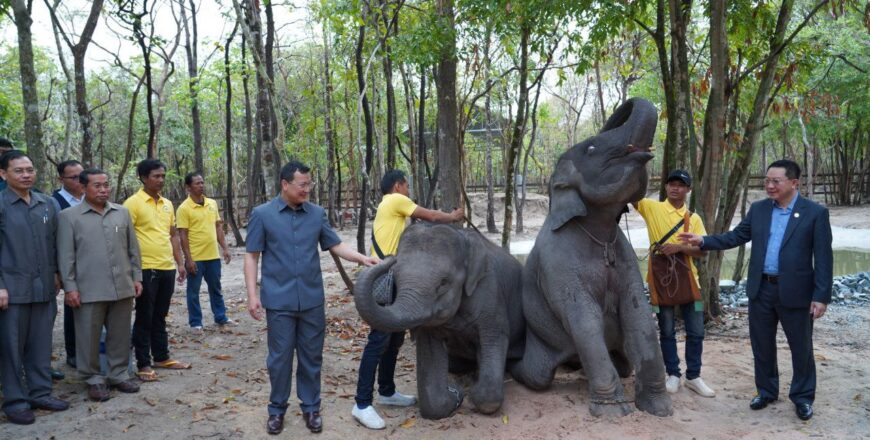 ລັດຖະບານ ລາວ ມອບຊ້າງ ອາຊີ ໜຶ່ງຄູ່ໃຫ້ກຳປູເຈຍ ເພື່ອເສີມຂະຫຍາຍສາຍພົວພັນ ແລະ ສັນຍະລັກແຫ່ງຄວາມສາມັກຄີສອງຊາດ ລັດຖະບານ ລາວ ມອບຊ້າງ ອາຊີ ໜຶ່ງຄູ່ໃຫ້ກຳປູເຈຍ ເພື່ອເສີມຂະຫຍາຍສາຍພົວພັນ ແລະ ສັນຍະລັກແຫ່ງຄວາມສາມັກຄີສອງຊາດ
