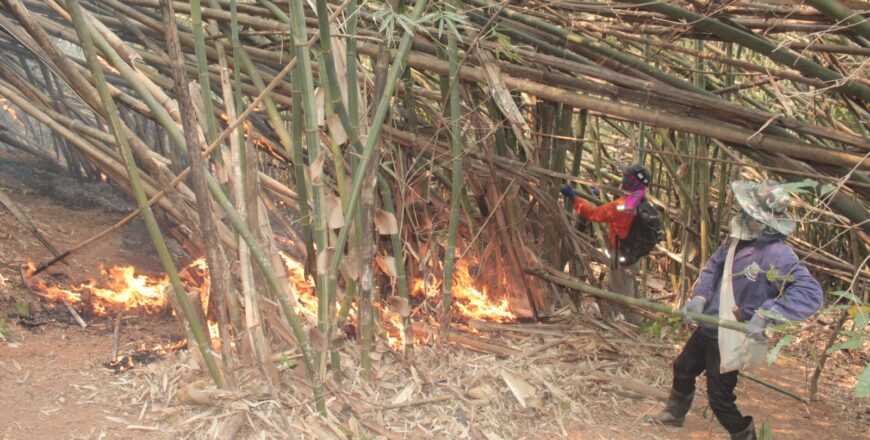 ຊາວໜຸ່ມເມືອງເມິງ ລົງມອດໄຟໄໝ້ລາມປ່າ ຢູ່ເຂດປ່າສະຫງວນ ບ້ານລາດຄູນເມືອງ ຊາວໜຸ່ມເມືອງເມິງ ລົງມອດໄຟໄໝ້ລາມປ່າ ຢູ່ເຂດປ່າສະຫງວນ ບ້ານລາດຄູນເມືອງ