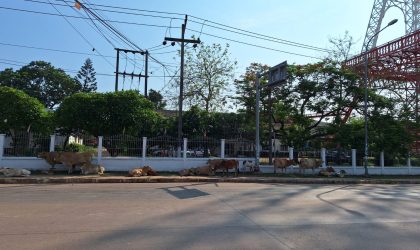 ປະກາດຫາເຈົ້າຂອງຝູງງົວຈຳນວນຫລາຍ ໃຫ້ມາເອົາສັດລ້ຽງຂອງທ່ານໄປເຂົ້າຄອກດ່ວນ