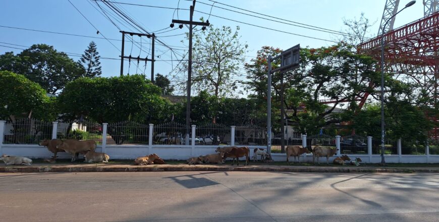 ປະກາດຫາເຈົ້າຂອງຝູງງົວຈຳນວນຫລາຍ ໃຫ້ມາເອົາສັດລ້ຽງຂອງທ່ານໄປເຂົ້າຄອກດ່ວນ ປະກາດຫາເຈົ້າຂອງຝູງງົວຈຳນວນຫລາຍ ໃຫ້ມາເອົາສັດລ້ຽງຂອງທ່ານໄປເຂົ້າຄອກດ່ວນ