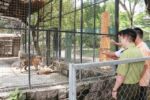 ໄຂ້ຫວັດສັດປີກຢູ່ຫວຽດນາມ ຂ້າຊີວິດເສືອ-ສິງໂຕລວມເກືອບ 50 ໂຕແລ້ວ