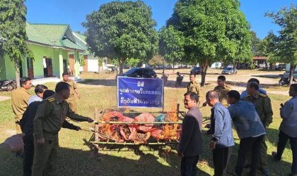 ປກສ ເມືອງອາດສະພອນ ຈູດທຳລາຍໃບກະທ່ອມທີ່ຢຶດມາໄດ້ 125 ກິໂລກຣາມ